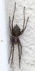 Eratigena sp.
